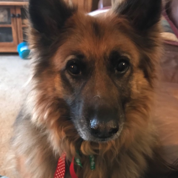 Meet your Posher, Nancy - Picture 2 of 2